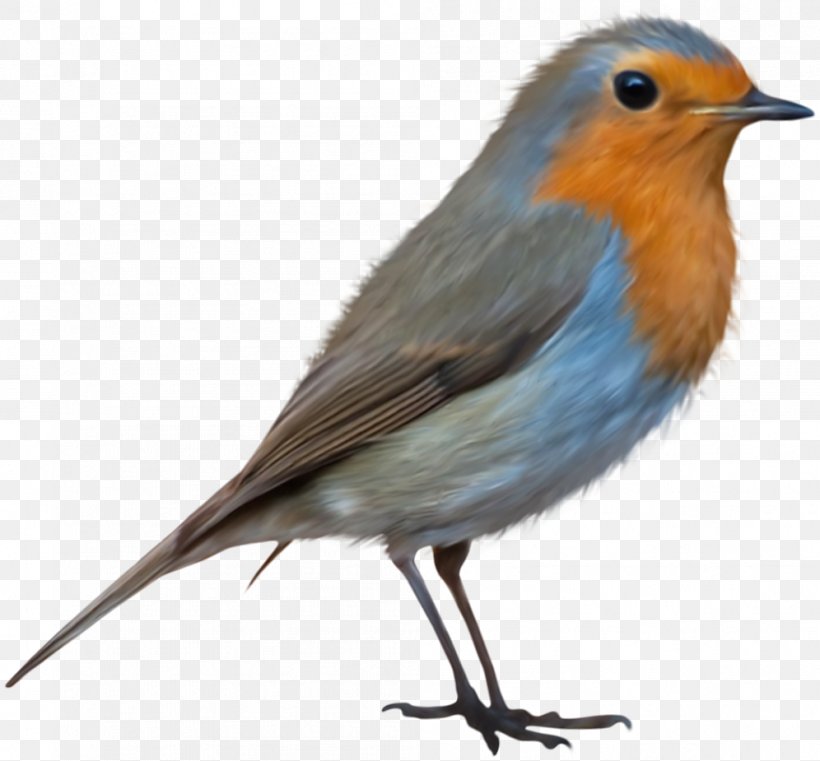 Bird European Robin Clip Art, PNG, 996x925px, Bird, Archive File, Beak, Bluebird, Chickadee Download Free