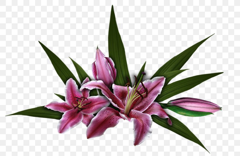 Cut Flowers Rose الرحمن Plant God, PNG, 800x535px, Cut Flowers, Ar Rahiim, Assalamu Alaykum, Basmala, Flower Download Free