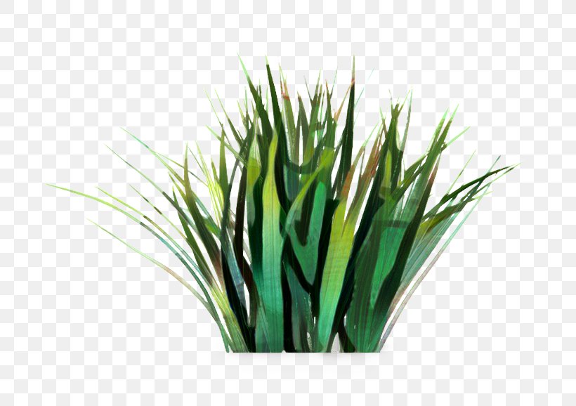 Green Grass Background, PNG, 770x578px, Sweet Grass, Allium, Aquarium, Chives, Environmentally Friendly Download Free