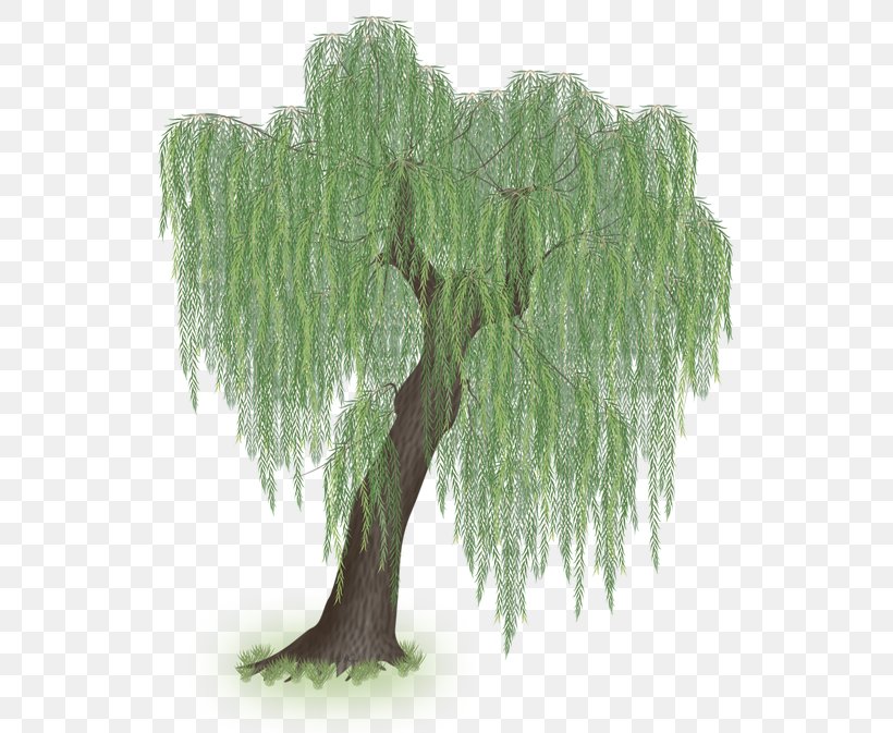 Larch Weeping Willow Tree Clip Art, PNG, 541x673px, Larch, Affinity Designer, Affinity Photo, Branch, Evergreen Download Free