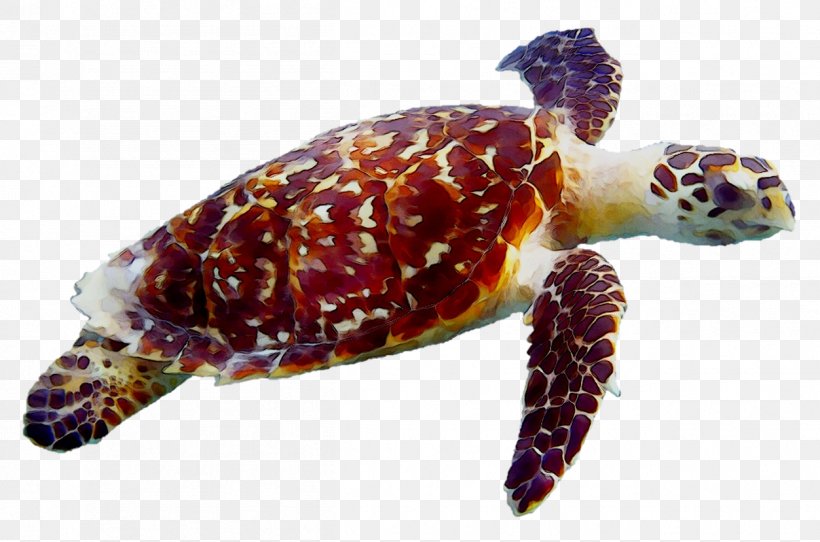 Adventures In Diving STX Loggerhead Sea Turtle Tortoise Pond Turtles, PNG, 1252x829px, Loggerhead Sea Turtle, Eagle Eye, Green Sea Turtle, Hawksbill Sea Turtle, Kemps Ridley Sea Turtle Download Free