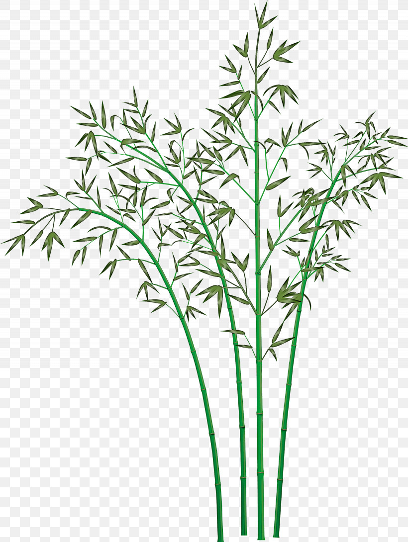 Bamboo Leaf, PNG, 2255x3000px, Bamboo, Flower, Grass, Grass Family, Heracleum Plant Download Free