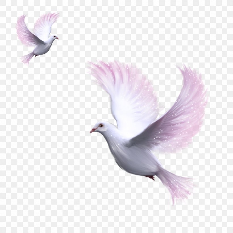 Domestic Pigeon Columbidae Clip Art, PNG, 1000x1000px, Domestic Pigeon, Beak, Bird, Color, Columba Download Free