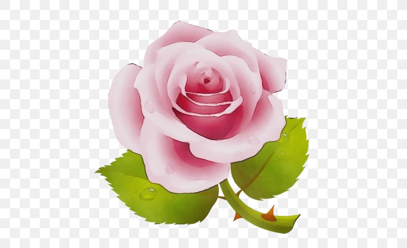 Garden Roses, PNG, 500x500px, Watercolor, Cabbage Rose, Camellia, Cricket, Cut Flowers Download Free