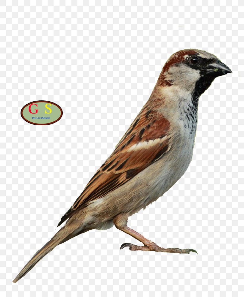 House Sparrow Bird Song Thrush Mistle Thrush Bonin Thrush, PNG, 800x1000px, House Sparrow, American Sparrows, Beak, Bird, Bird Of Prey Download Free