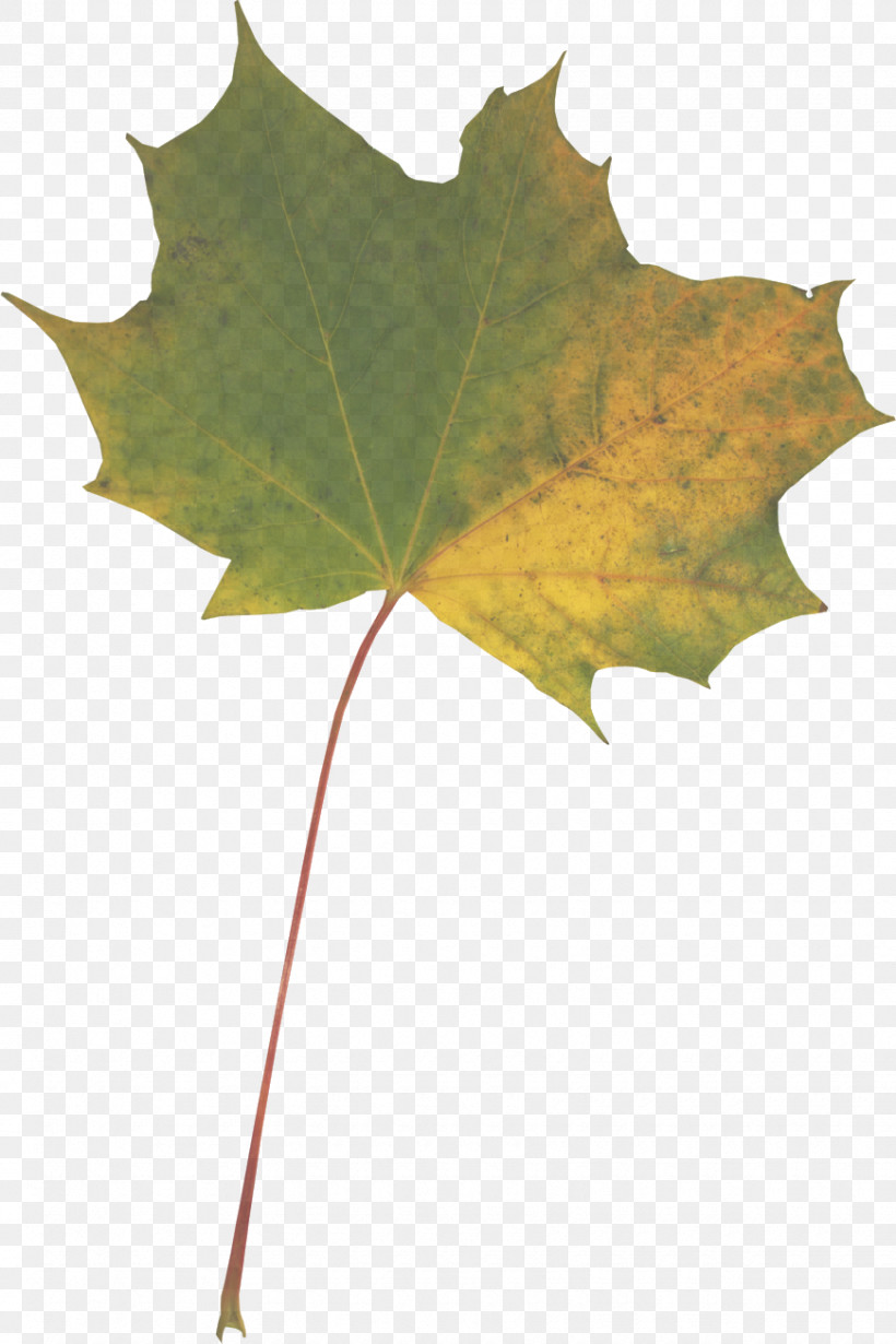 Maple Leaf, PNG, 870x1306px, Maple Leaf, Biology, Leaf, Maple, Plane Tree Family Download Free