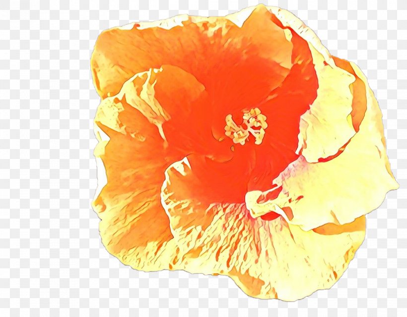 Orange, PNG, 1340x1044px, Cartoon, Flower, Hawaiian Hibiscus, Hibiscus, Orange Download Free