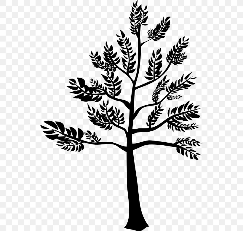 Plant Stem Twig Flower Leaf Pine, PNG, 548x779px, Plant Stem, American Larch, Blackandwhite, Botany, Branch Download Free