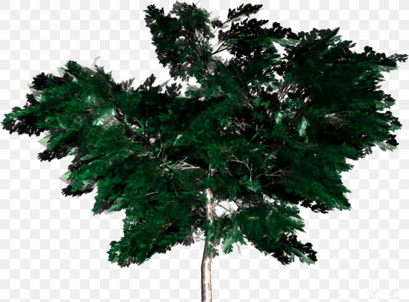 Tree Forest Woody Plant Clip Art, PNG, 963x712px, Tree, Birch, Branch, Computer Software, Evergreen Download Free