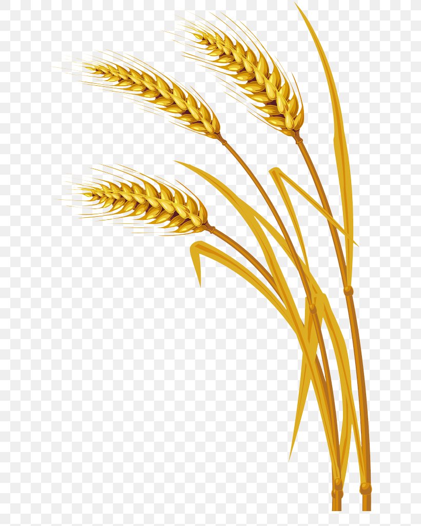 Wheat Ear Clip Art, PNG, 631x1024px, Wheat, Cereal, Cereal Germ, Commodity, Drawing Download Free