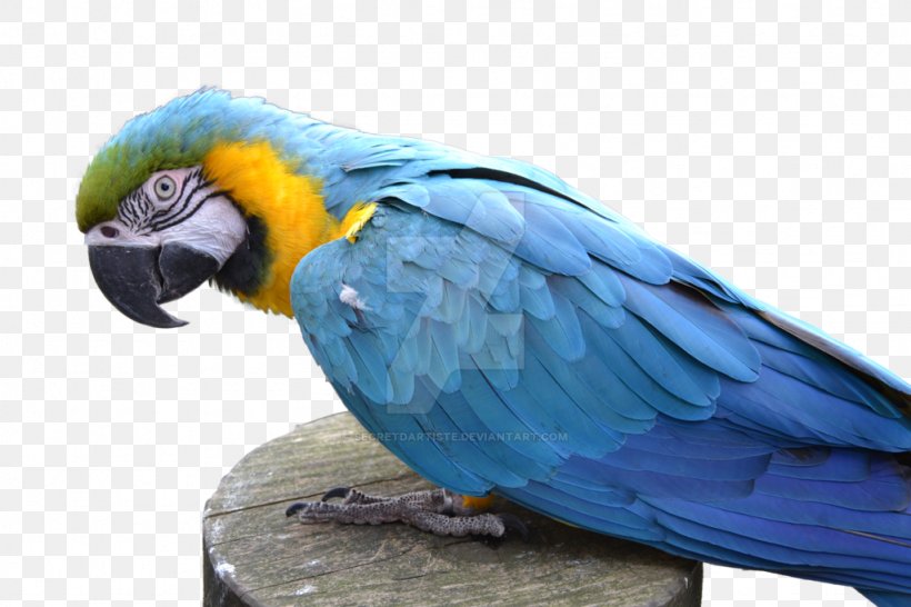 Blue-and-yellow Macaw Parrot Bird, PNG, 1024x683px, Macaw, Animal, Beak, Bird, Blue Download Free