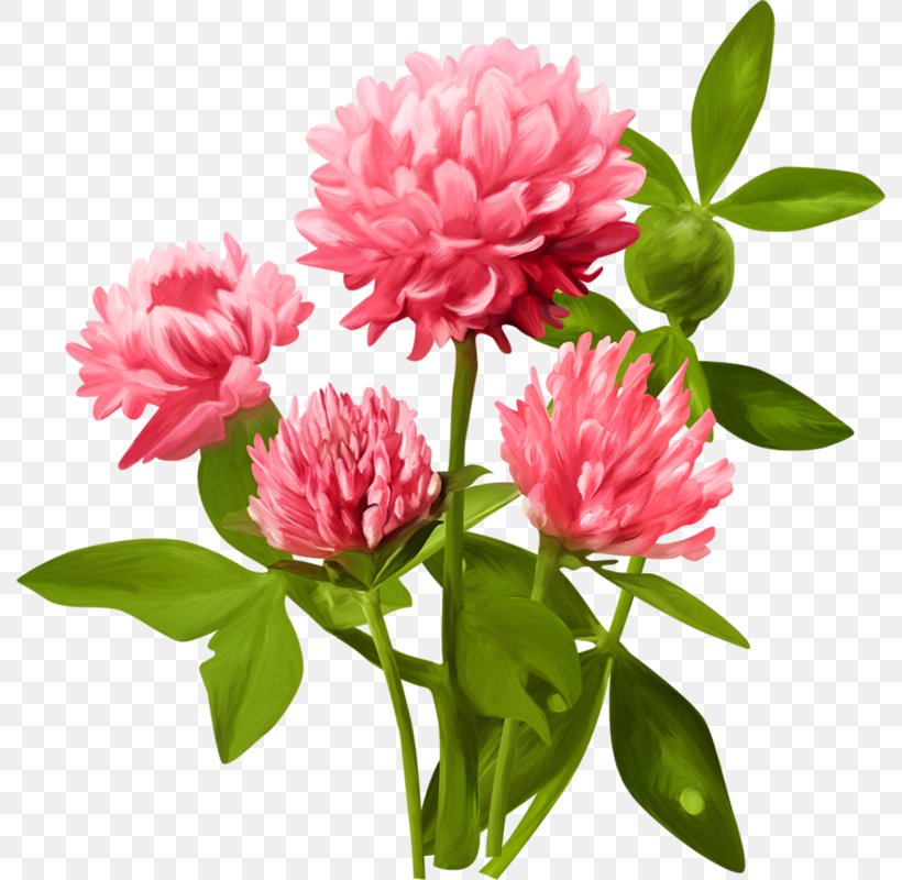 Cut Flowers Plant, PNG, 790x800px, Flower, Annual Plant, Aster, Chrysanths, Color Download Free