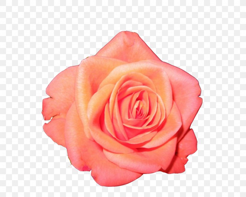Garden Roses Flower Clip Art, PNG, 1280x1024px, Rose, Close Up, Coral, Cut Flowers, Floribunda Download Free