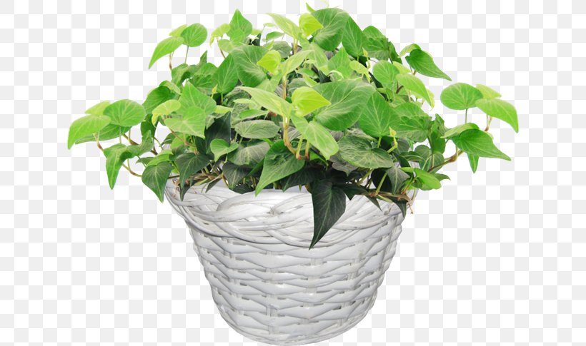 Flowerpot Image Vector Graphics Clip Art, PNG, 670x485px, Flowerpot, Herb, Houseplant, Leaf, Penjing Download Free