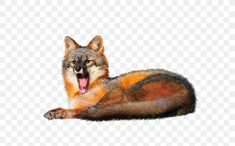 Red Fox Gray Fox Dog Fur, PNG, 640x512px, Red Fox, Animal, Animal Rescue Group, Canidae, Carnivoran Download Free