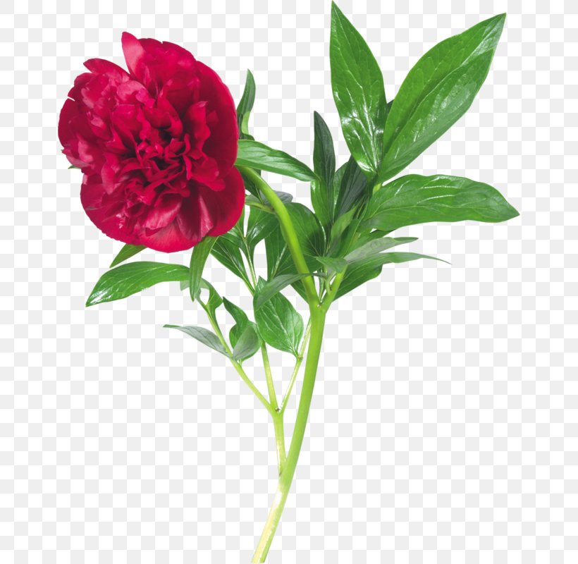 Peony Clip Art, PNG, 656x800px, Peony, Annual Plant, Archive File, Carnation, Cut Flowers Download Free