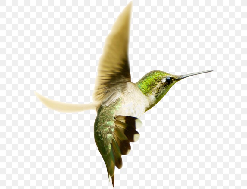 Swallow-tailed Hummingbird Ruby-throated Hummingbird Photography, PNG, 600x630px, Hummingbird, Beak, Bird, Eupetomena, Fauna Download Free
