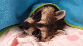 Raccoon - Baby Raccoons United States Pet Jenoti PNG