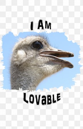 Lovable - Common Ostrich Flightless Bird Photography PNG