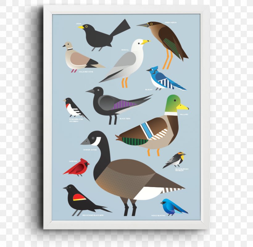 Duck Shorebirds Seabird Beak Feather, PNG, 853x833px, Duck, Beak, Bird, Charadriiformes, Ducks Geese And Swans Download Free
