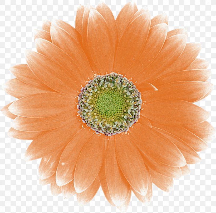 Transvaal Daisy Photography Clip Art, PNG, 1151x1130px, Transvaal Daisy, Art, Close Up, Cut Flowers, Daisy Family Download Free
