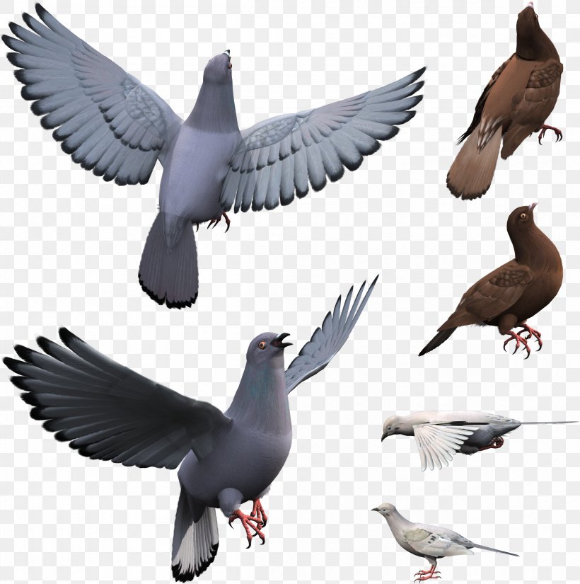 Pigeons And Doves Stock Dove Bird Domestic Pigeon Release Dove, PNG,  2405x2420px, Pigeons And Doves, Adaptation,