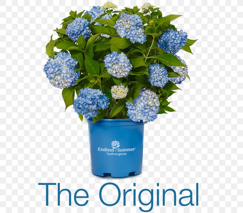 French Hydrangea Flower Shrub Shade Garden, PNG, 640x720px, French Hydrangea, Annual Plant, Artificial Flower, Blue, Borage Family Download Free