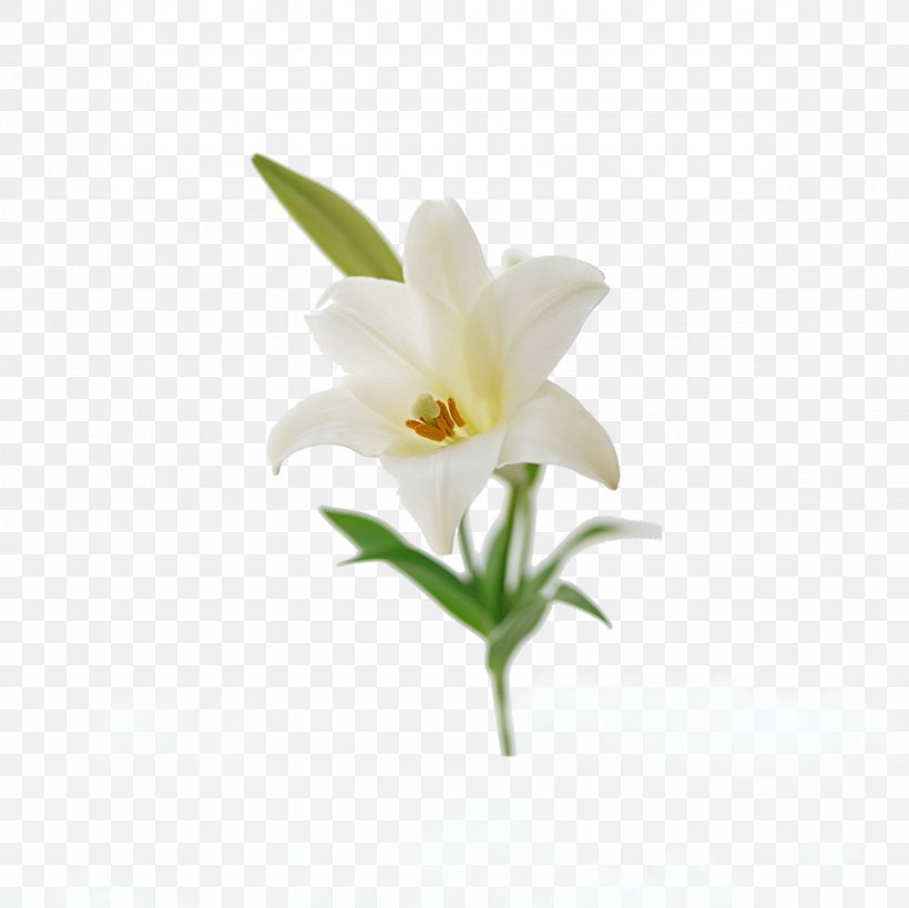 Lilium Candidum Flower Bouquet Easter Lily Lilium ‘Casa Blanca’, PNG, 1181x1181px, Lilium Candidum, Cut Flowers, Easter Lily, Floral Design, Floristry Download Free