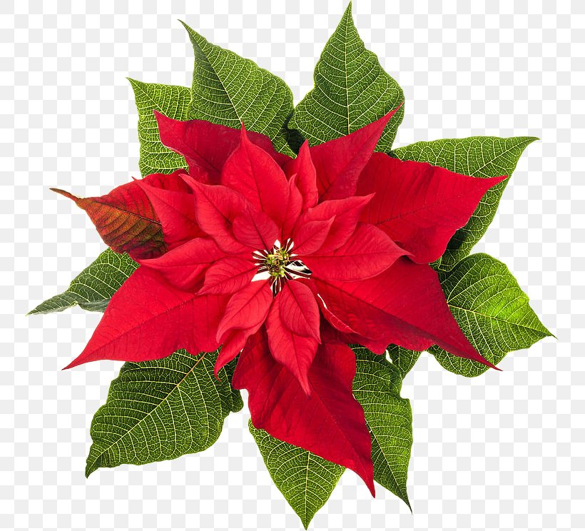 Poinsettia Stock Photography Christmas Plants Flower, PNG, 750x744px, Poinsettia, Annual Plant, Can Stock Photo, Christmas, Christmas Lights Download Free