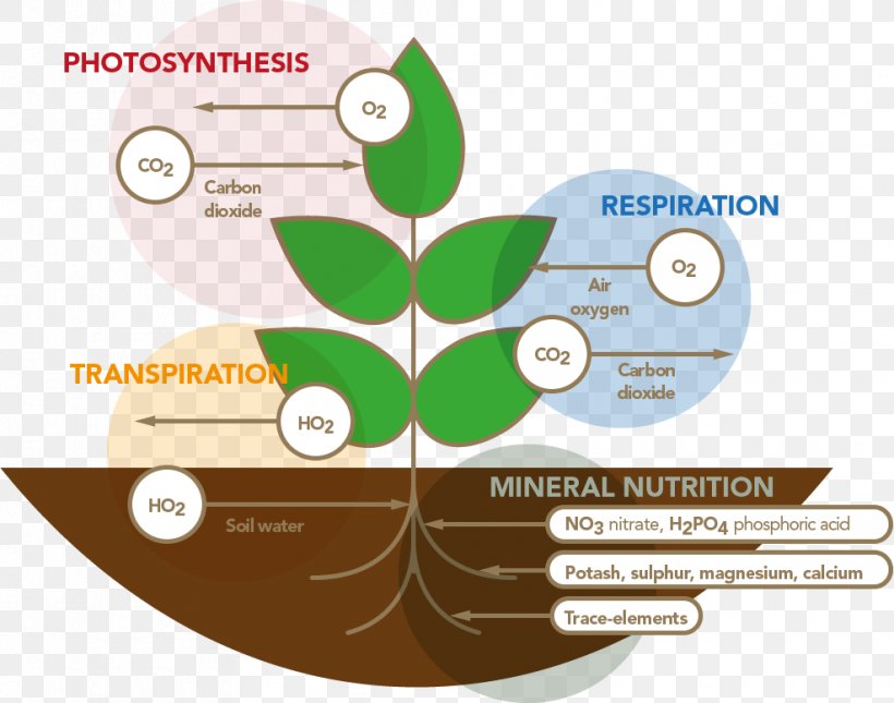 Plant Nutrition Respiració Vegetal Stimulation Respiration, PNG, 987x777px, Plant, Aquatic Plants, Area, Biostimulant, Brand Download Free