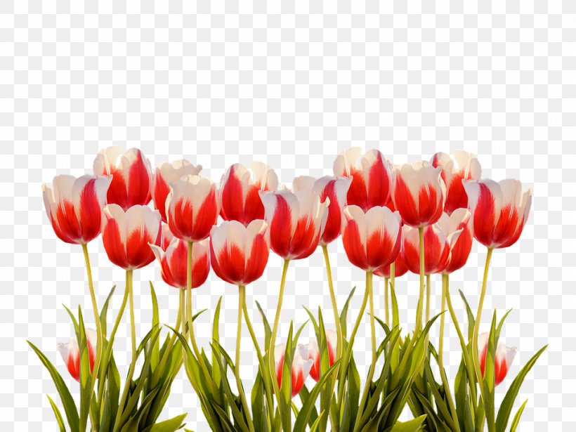 Tulip Flower Image Clip Art, PNG, 960x720px, Tulip, Flower, Flowering Plant, Lily Family, Petal Download Free