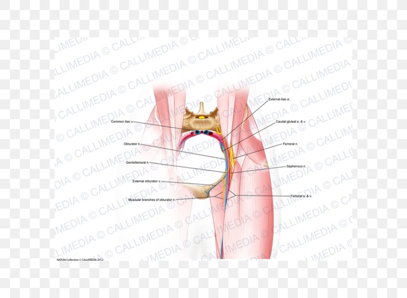 Thumb Hip Mouth Nerve Jaw, PNG, 600x600px, Watercolor, Cartoon, Flower, Frame, Heart Download Free
