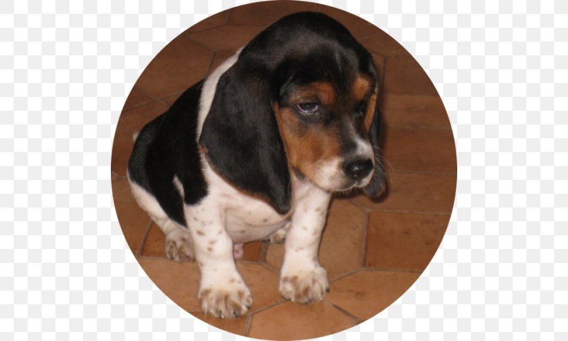 Basset Artésien Normand Basset Hound Treeing Walker Coonhound Beagle Finnish Hound, PNG, 500x493px, Basset Hound, Beagle, Black And Tan Coonhound, Breed, Carnivoran Download Free