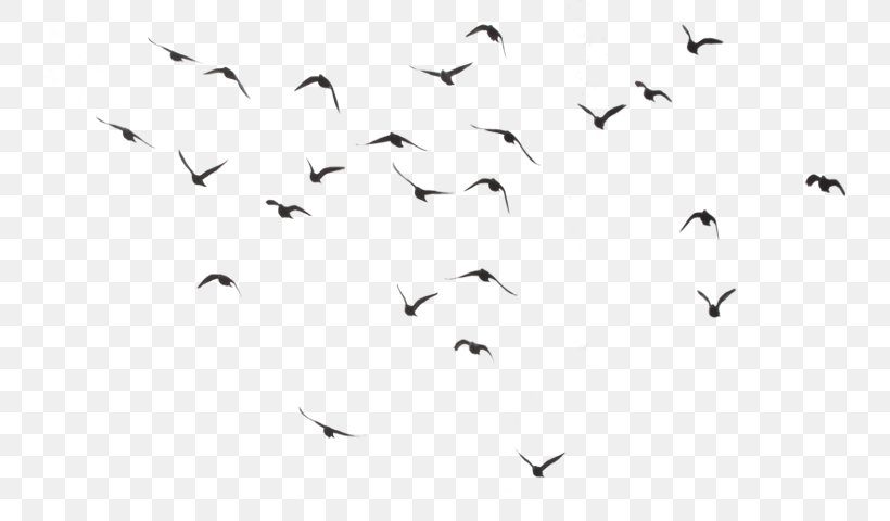Bird Clip Art, PNG, 738x480px, Bird, Animal Migration, Beak, Bird Migration, Black And White Download Free
