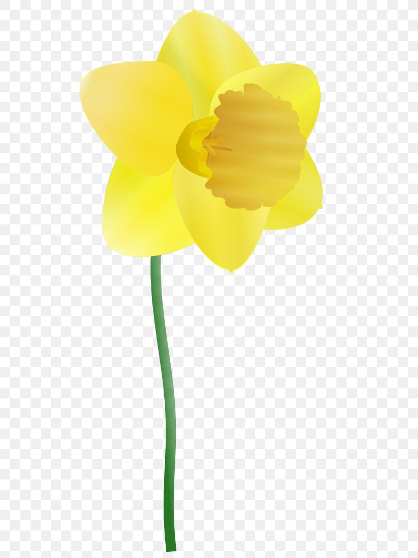 Daffodil Clip Art, PNG, 555x1094px, Daffodil, Animation, Blog, Cartoon, Cut Flowers Download Free