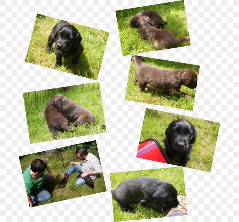 Dog Breed Puppy Obedience Training Sporting Group, PNG, 692x761px, Dog Breed, Breed, Crossbreed, Dog, Dog Like Mammal Download Free