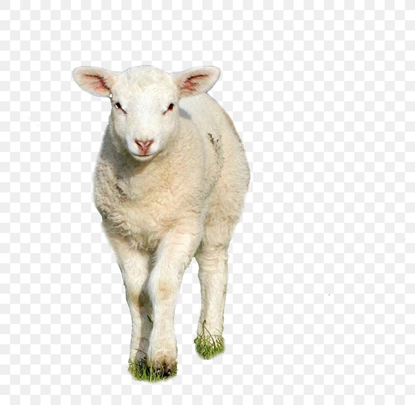 Sheep Goat Clip Art, PNG, 800x800px, Sheep, Animal, Cattle, Cattle Like Mammal, Cow Goat Family Download Free