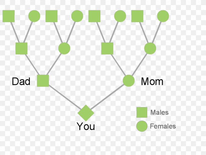 Ancestor Family Tree Lineage Evolution, PNG, 960x720px, Ancestor, Area, Brand, Communication, Diagram Download Free