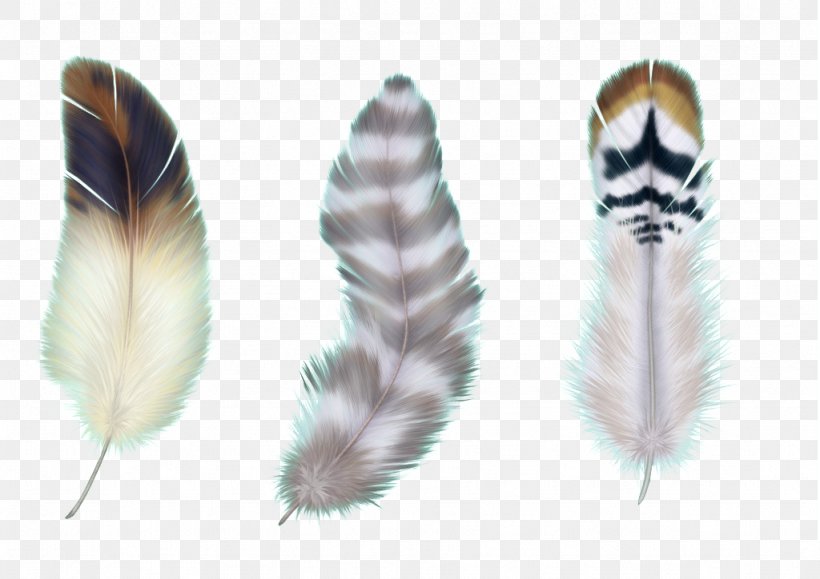 Bird Feather Asiatic Peafowl, PNG, 1024x724px, Bird, Asiatic Peafowl, Color, Feather, Fur Download Free