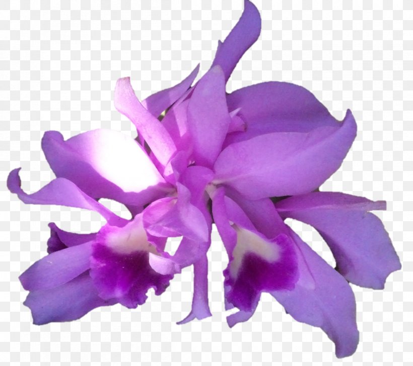 Cattleya Orchids Herbaceous Plant, PNG, 1212x1077px, Cattleya Orchids, Cattleya, Flower, Flowering Plant, Herbaceous Plant Download Free