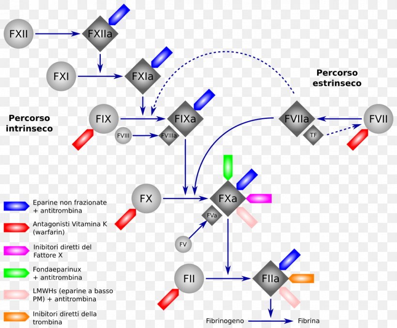 Direct Thrombin Inhibitor Anticoagulant Dabigatran Ciraparantag Direct Xa Inhibitor, PNG, 1068x883px, Direct Thrombin Inhibitor, Anticoagulant, Communication, Dabigatran, Diagram Download Free