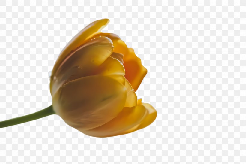 Lily Flower Cartoon, PNG, 2448x1632px, Tulip, Blossom, Bud, Closeup, Flora Download Free