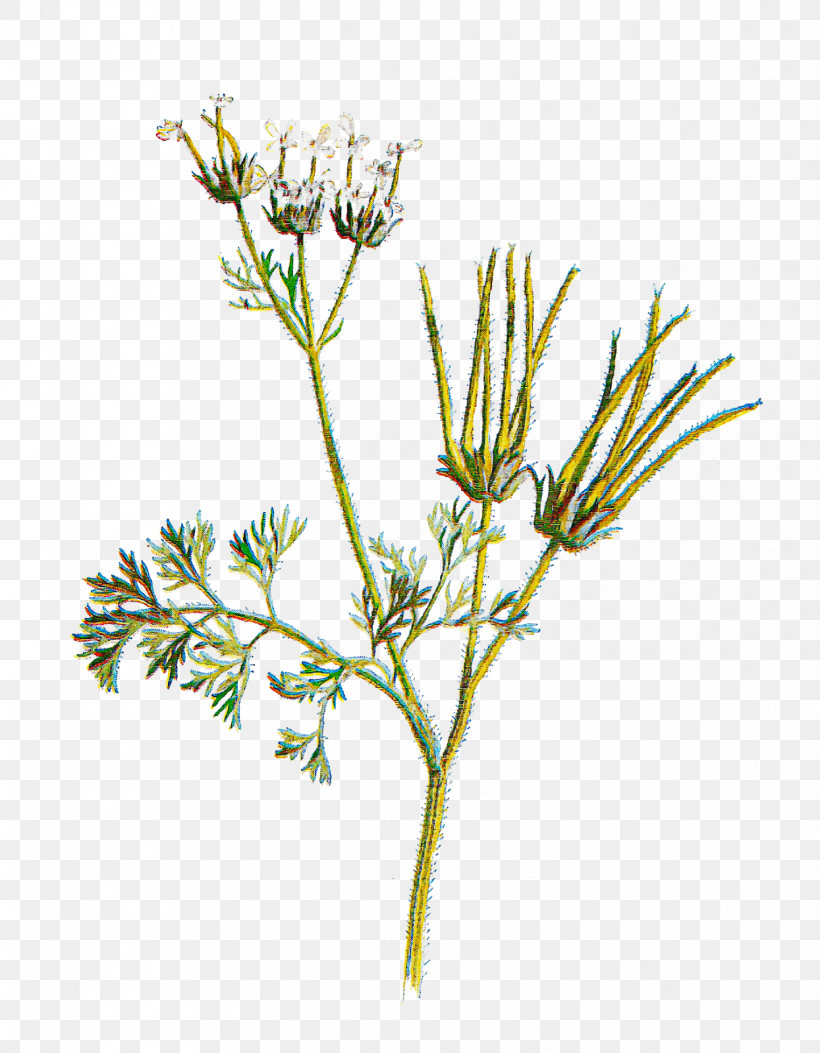 Plant Flower Plant Stem Grass Herb, PNG, 1245x1600px, Plant, Anthriscus, Flower, Grass, Heracleum Plant Download Free