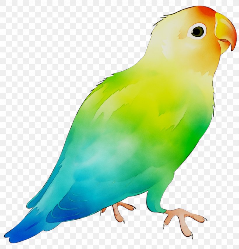 Bird Fotosearch Parrot Stock Photography Image, PNG, 1079x1126px, Bird, Beak, Budgie, Cartoon, Drawing Download Free