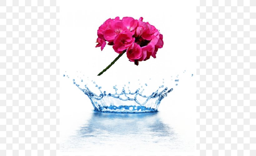 Food System Health Water Closed-circuit Television, PNG, 500x500px, Food, Adulterant, Carnation, Closedcircuit Television, Cut Flowers Download Free