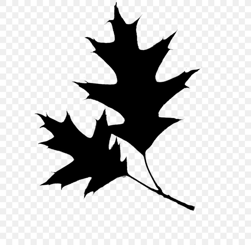 Euclidean Vector Photography Maple Leaf, PNG, 598x800px, Photography, Black Maple, Blackandwhite, Brou Clar, Gratis Download Free