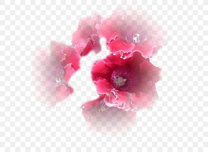 Flower Petal Ping Present, PNG, 575x600px, Flower, Active, Blossom, Cherry Blossom, Death Download Free