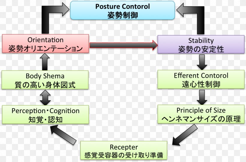 Posture Attitude Control Reaction Control System Supine Position Brain, PNG, 1061x699px, Posture, Attitude Control, Brain, Center Of Mass, Communication Download Free