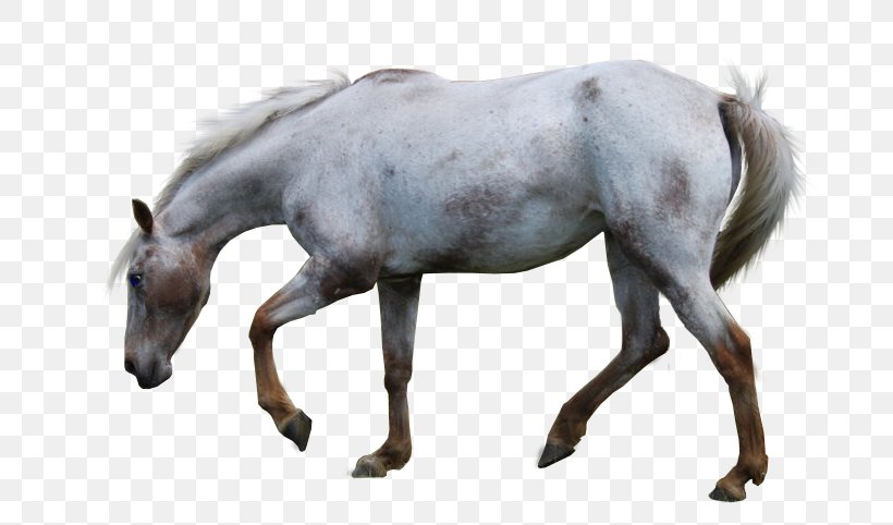 Mustang Appaloosa American Paint Horse Stallion Aegidienberger, PNG, 700x482px, Mustang, American Paint Horse, Appaloosa, Breed, Clydesdale Horse Download Free