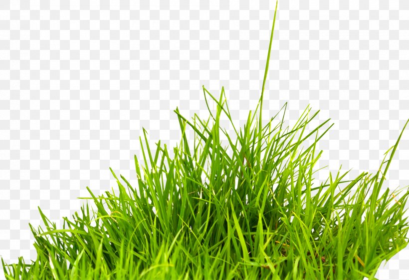 Summer Information Icon, PNG, 1800x1232px, Editing, Commodity, Grass, Grass Family, Green Download Free